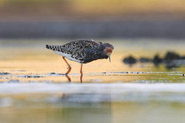 Ruff (Calidris pugnax) erkek yazın sulak alanlarda beslenir.