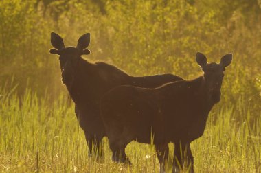 Yazın gündoğumunda sazlıklarda duran iki geyik (Alces alces) boğası.