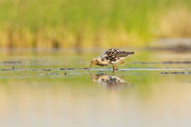 Ruff (Calidris pugnax) erkek yazın sulak alanlarda beslenir.