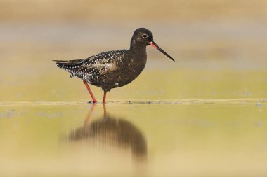 Benekli redshank (Tringa erythropus) yazın sulak alanlarda yiyecek ararken görüldü.