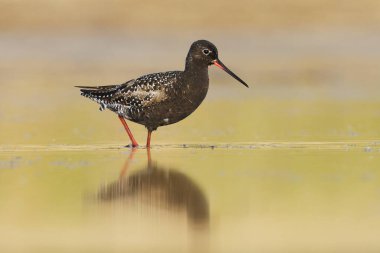 Spotted redshank (Tringa erythropus) looking for food in the wetlands in summer. clipart