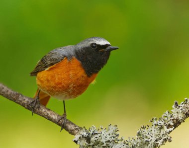 Yaygın kızılay (Phoenicurus phoenicurus) erkek, baharda bir dalda oturuyor.