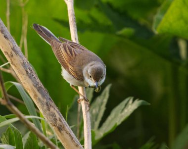 Yazın zirvesinde bir tırtıl ile tünemiş yaygın beyaz boğaz (Curruca communis) veya daha büyük bir boğaz..