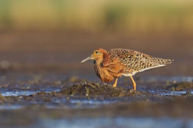 Ruff (Calidris pugnax) erkek yazın sulak alanlarda beslenir.