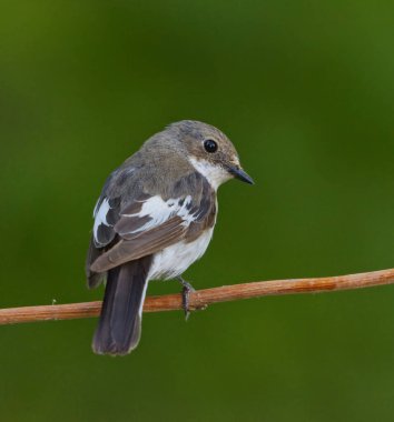 Avrupa sinekkapanı (Ficedula hypoleuca) yazın bir dalda oturan dişi.