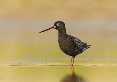 Spotted redshank (Tringa erythropus) looking for food in the wetlands in summer. clipart