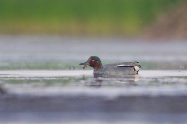 Avrasya deniz mavisi (Anas crecca) erkek yazın sulak alanlarda beslenir.