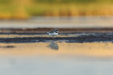 Common ringed plover or ringed plover (Charadrius hiaticula) in the wetlands in summer. clipart