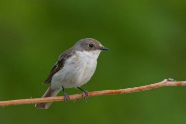 Avrupa sinekkapanı (Ficedula hypoleuca) yazın bir dalda oturan dişi.