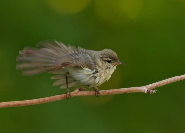 Söğüt bülbülü (Phylloscopus trochilus) yazın banyo yaptıktan sonra tüylerinin suyunu sallar.