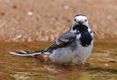 Sıcak bir yaz gününde suda yıkanan beyaz kuyruklu (Motacilla alba).