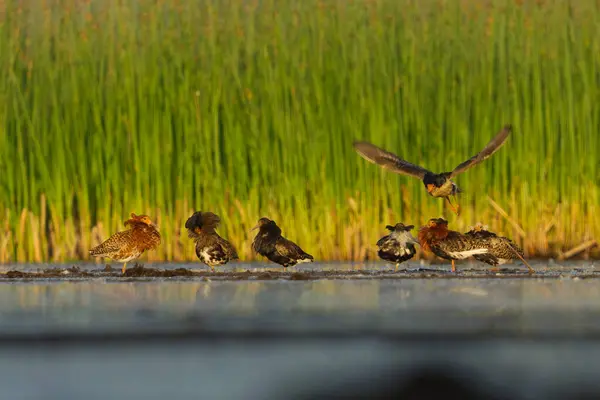 stock image A flock of male ruffs (Calidris pugnax) gathering in the wetlands in summer.
