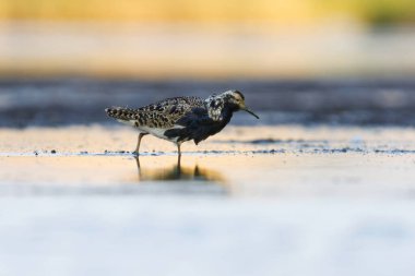 Ruff (Calidris pugnax) erkek yazın sulak alanlarda beslenir.