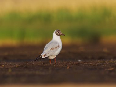 Siyah başlı martı (Chroicocephalus ridibundus) yazın sulak alanlarda beslenir..