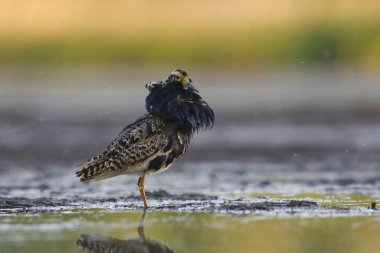 Ruff (Calidris pugnax) erkek yazın sulak alanlarda duruyor.