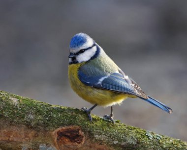 Eurasian blue tit (Cyanistes caeruleus) sitting on a branch in the garden in spring.