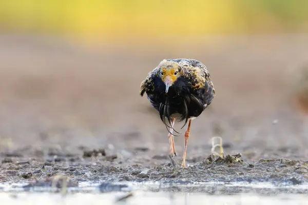 Ruff (Calidris pugnax) erkek yazın şafak vakti sulak alanlarda beslenir..