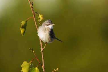 Yazın çayırdaki küçük bir ağacın tepesine tünemiş beyaz boğaz ya da daha büyük bir boğaz (Curruca Communis)..