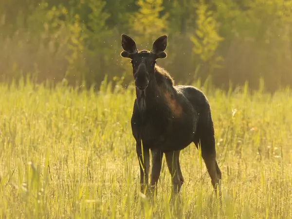 Geyik ya da Geyik (Alces alces) boğası yazın gündoğumunda bataklıklarda duruyor.