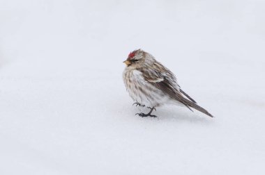 Common redpoll (Acanthis flammea) standing in the snow in early spring. clipart