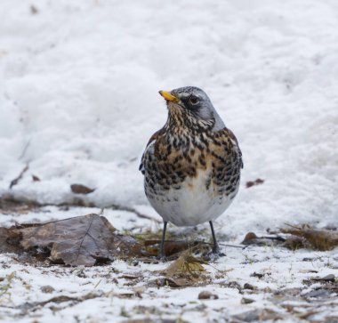 Fieldfare (Turdus pilaris) baharda bahçede yiyecek arıyor.