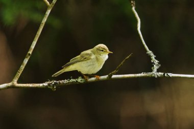 İlkbaharda ormanda söğüt bülbülü (Phylloscopus trochilus).