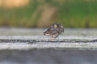 Ruff (Calidris pugnax) erkek yazın sulak alanlarda dinleniyor.