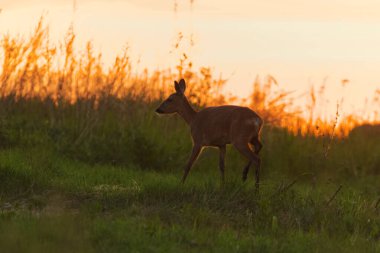 Roe geyiği (Capreolus capreolus) yazın şafak vakti tarlada dişidir..