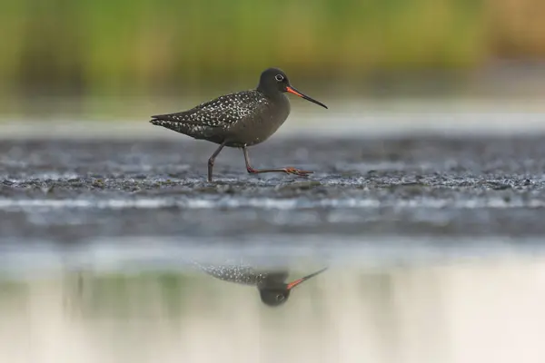 Benekli redshank (Tringa erythropus) yazın sulak alanlarda yiyecek ararken görüldü.