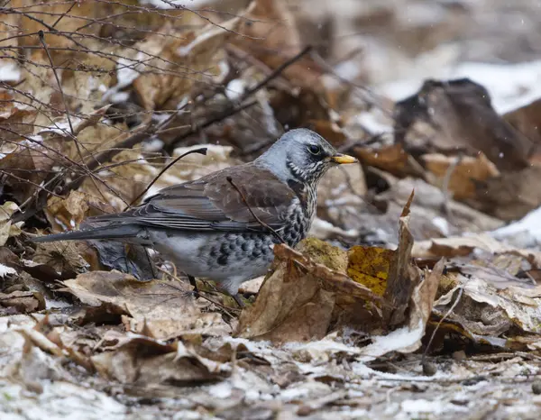 Fieldfare (Turdus pilaris) baharda bahçede yiyecek arıyor.