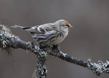 Common redpoll (Acanthis flammea) sitting on a branch in spring. clipart
