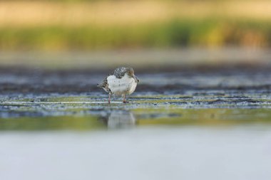 Ruff (Calidris pugnax) erkek yazın sulak alanlarda beslenir.