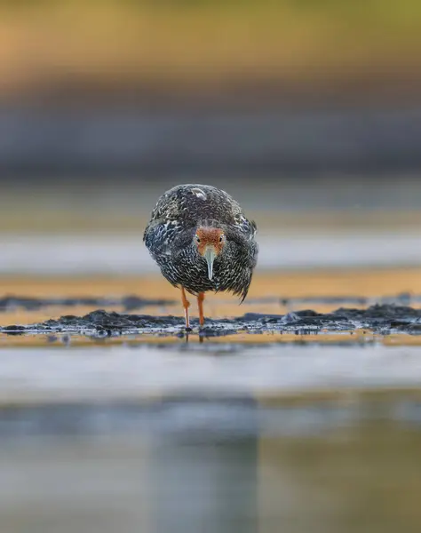 Ruff (Calidris pugnax) erkek yazın sulak alanlarda beslenir.
