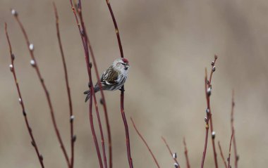 Common redpoll (Acanthis flammea) sitting on a willow branch in spring. clipart