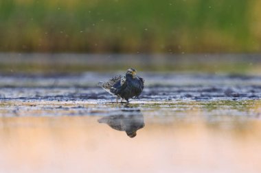 Ruff (Calidris pugnax) erkek yazın sulak alanlarda beslenir.
