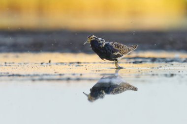 Ruff (Calidris pugnax) erkek yazın sulak alanlarda beslenir.