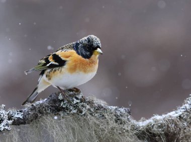 Yaban ördeği (Fringilla montifringilla) erkek, baharda bir dala tünemiş..