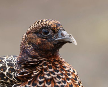 Yaygın sülün (Phasianus colchicus) kadın kapanışı ilkbaharda.