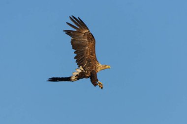 Yazın gökyüzünde uçan beyaz kuyruklu kartal (Haliaeetus albicilla).