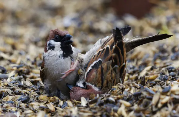 Two Eurasian Tree Sparrows Passer Montanus Fighting Bird Feeder Spring Royalty Free Stock Obrázky