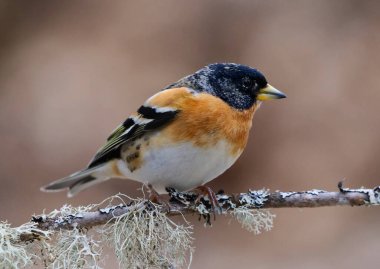 Brambling (Fringilla montifringilla) erkek baharda bir dala tünedi.