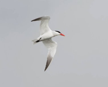 Yazın gökyüzünde uçan Kaspiyan deniz feneri (Hydroprogne caspia).