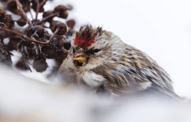 Common redpoll (Acanthis flammea) feeding on tansy seeds closeup in early spring. clipart