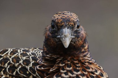 Yaygın sülün (Phasianus colchicus) kadın kapanışı ilkbaharda.