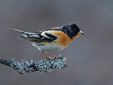 Brambling (Fringilla montifringilla) erkek baharda bir dala tünedi.