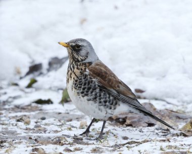 Fieldfare (Turdus pilaris) looking for food in the garden in early spring. clipart