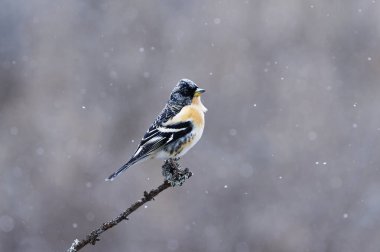 Yaban ördeği (Fringilla montifringilla) erkek, baharda bir dala tünemiş..