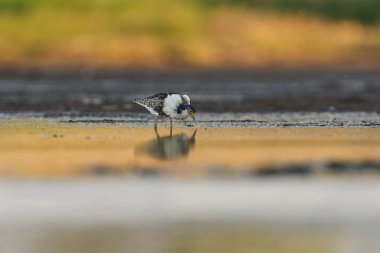 Ruff (Calidris pugnax) erkek yazın sulak alanlarda beslenir.