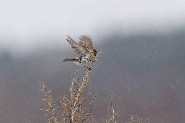 Common redpoll (Acanthis flammea) in snowfall in spring. clipart