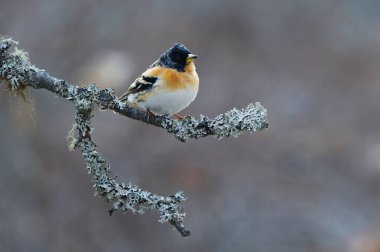 Brambling (Fringilla montifringilla) erkek baharda bir dala tünedi.